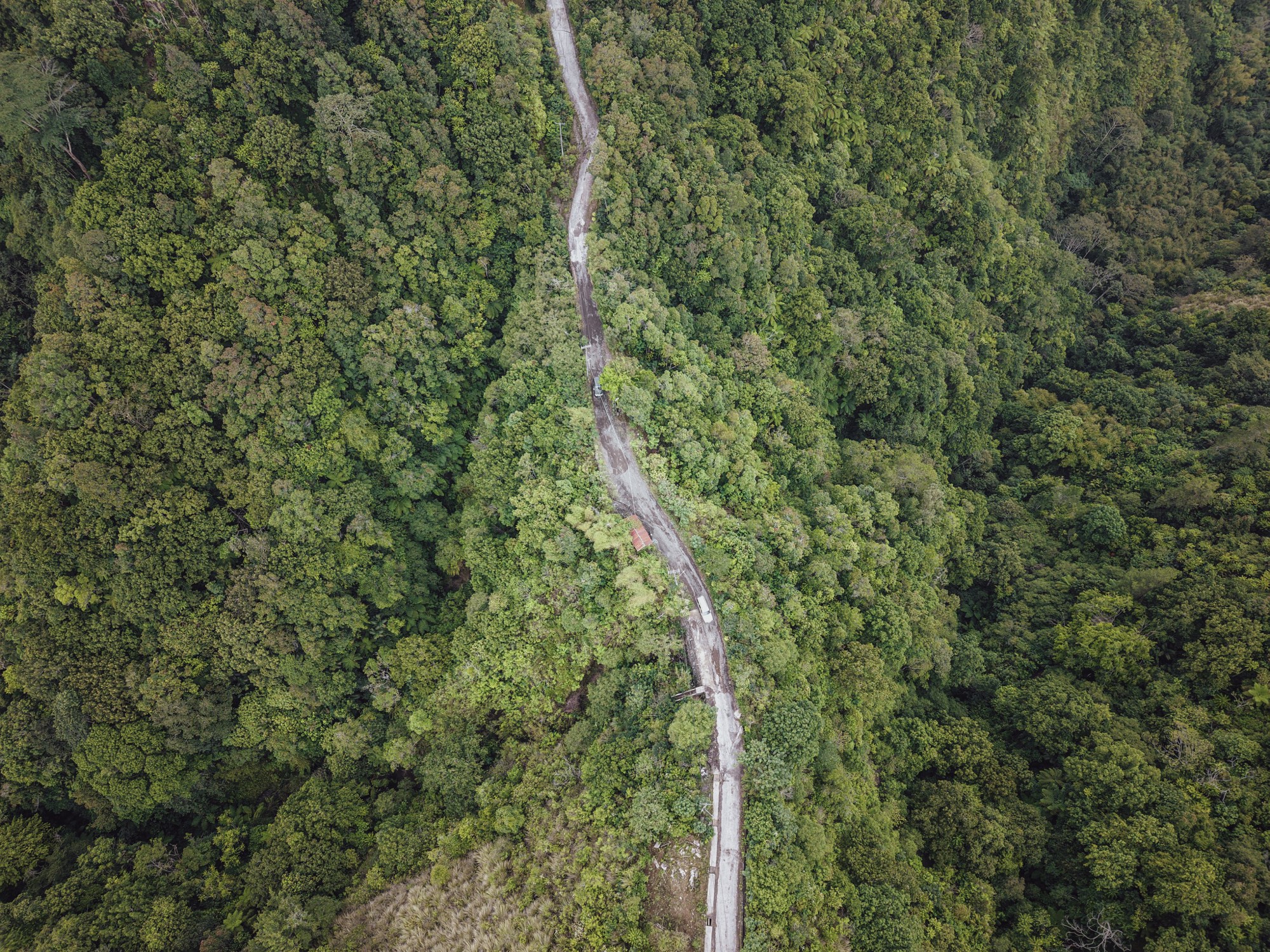 A quiet road winding through dense jungle in Bali